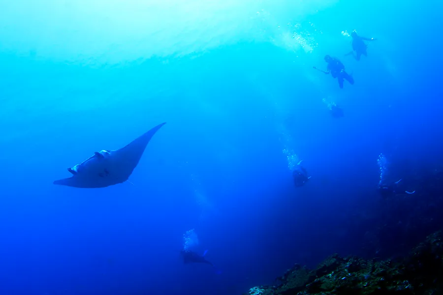 石垣ブルーとマンタとダイバー