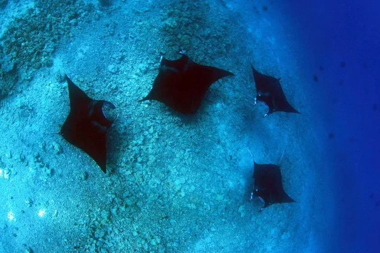 マンタトレイン