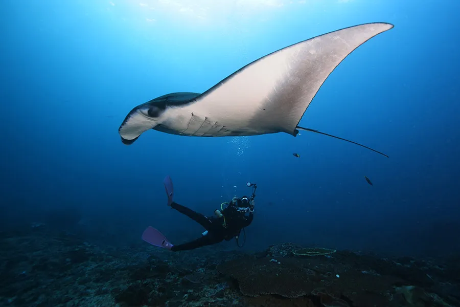 マンタを撮影するダイバー