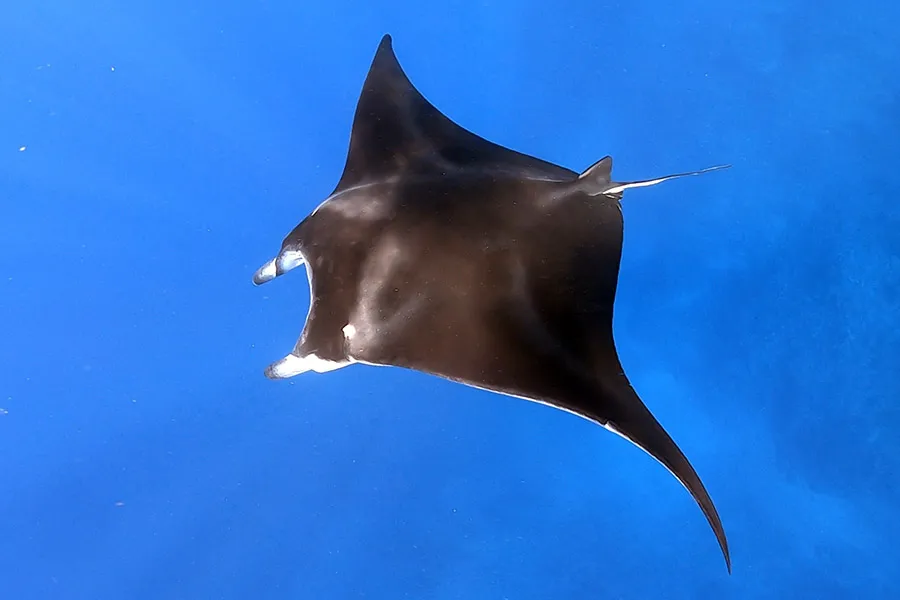 シュノーケリングで見るマンタ