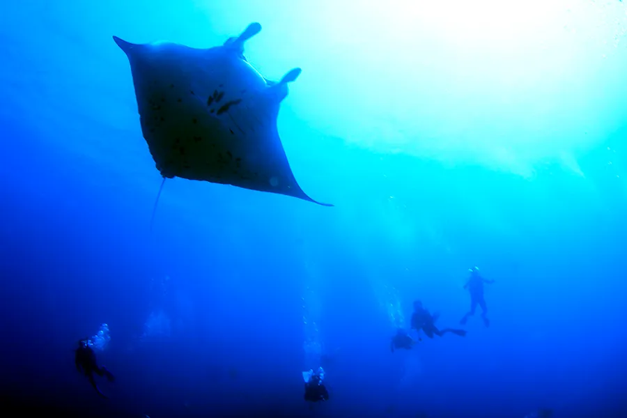 マンタとダイバー